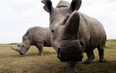 Northern White Rhinos