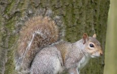 Squirrel 