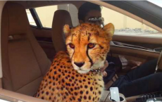 A Cheetah On A Passenger Seat