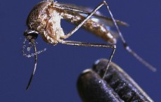 Arizona Officials Battle West Nile Virus