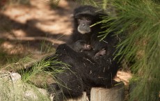 Newborn Siamang Gibbon In Tel Aviv Zoo