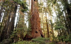 Sequoia Trees 