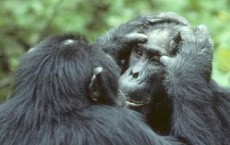 Chimps Know How To Avoid Inbreeding Depression