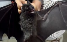 Vampire Bat