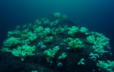 Sea Corals And Sea Urchins