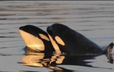 Why Menopause Occurs In Humans And Killer Whales?