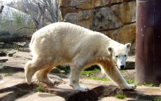 Knut Polar Bear