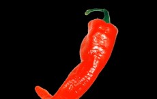 Chili Pepper