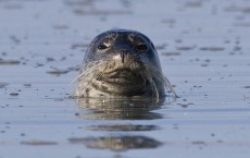 Harbor Seal