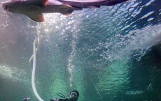 Spring Clean  At Sydney Aquarium