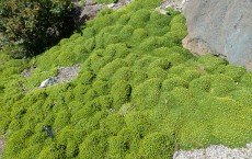 Sugar Produced by Plants Help  Them in Timekeeping