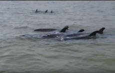 95 Dolphins Stranded Off South Florida Coast