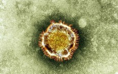 Coronavirus