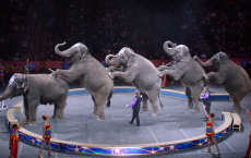 Circus Elephants