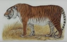 Caspian Tigers