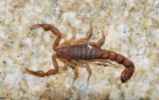 New Species of Scorpion Discovered