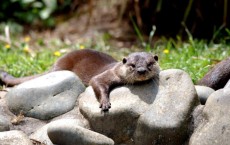 An Otter