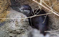 Animals At Zoo Frankfurt 