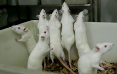 Rats And Mice In A Medical School Laboratory