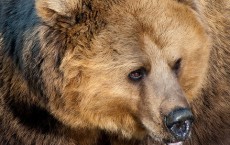 Switzerland’s Only Bear Killed by Officials