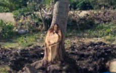 Jesus In A Tree Trunk