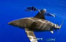 Oceanic Whitetip Shark