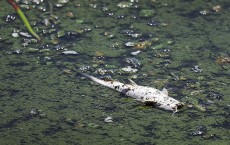 Massive Algae Blooms Continue To Plague Florida's Atlantic Coast 