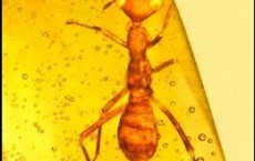 Amber Entrapped Remains Of Alien Insect