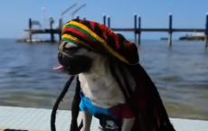 Pug Rasta