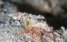 Candy-Striped Hermit Crab