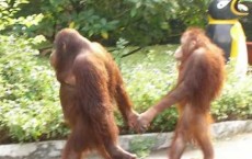 “Online Dating” For Orangutans