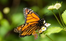 Monarch Butterfly