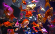 Goldfish Exhibition At 'Art Aquarium'