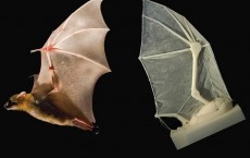 Bat Wing Robot