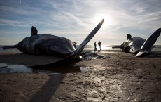 Sperm Whales Beached In Skegness