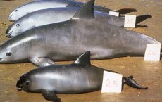 Vaquitas