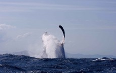 Humpback Whale