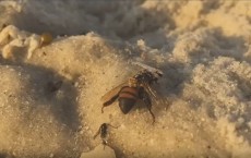 Dead Bees Washed Up On Naples Beach