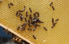 Urban Beekeeping Growing In Popularity