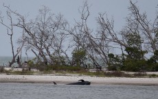 Pod Of Pilot Whales Stranded In Shallow Waters