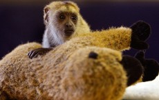 Baby Black Howler Monkey