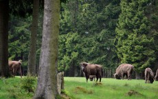 European Bison Project Seeks A Return To The Wild