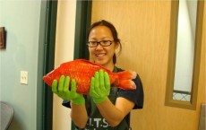 Giant Goldfish Discovered in Lake Tahoe, Threatens Ecosystem