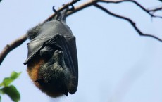 Gray-Headed Flying Foxes To Be Relocated From Royal Botanic Gardens