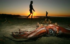 Giant Squid Mysteriously Washed Up On California Beaches