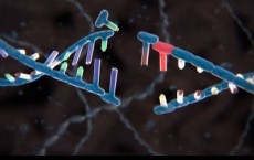 Gene Editing In Humans 