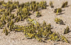 A Swarm Of Locusts Arrives In Israel 