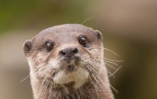 Otter