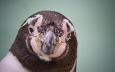 Humboldt Penguin