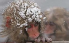 Snow Monkeys With Alien Genes